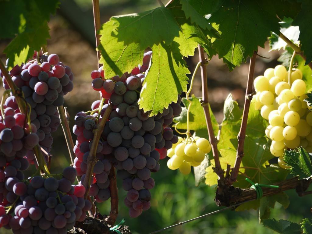 Azienda Agricola Polveraia San Gimignano Exteriör bild